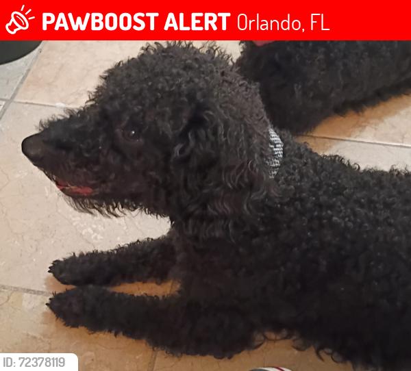Lost Male Dog last seen Orange blossom trail and Oakridge road, Orlando, FL 32839