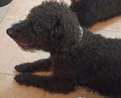 Lost Male Dog last seen Orange blossom trail and Oakridge road , Orlando, FL 32839