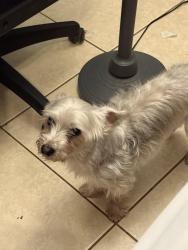 Lost Male Dog last seen McMullen Booth Rd Del Oro neighborhood, Clearwater, FL 33759
