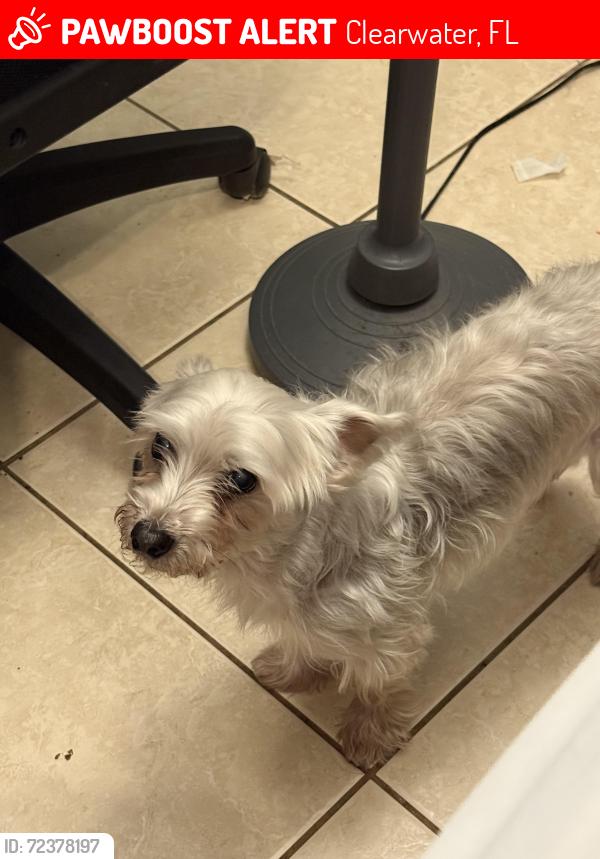 Lost Male Dog last seen McMullen Booth Rd Del Oro neighborhood, Clearwater, FL 33759