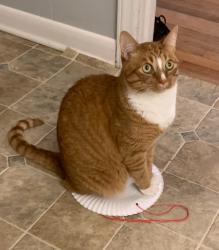 Found/Stray Male Cat last seen Archdale Road/ Balfour Road, Trinity, NC 27370