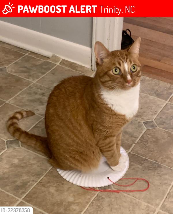 Found/Stray Male Cat last seen Archdale Road/ Balfour Road, Trinity, NC 27370