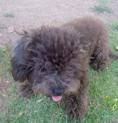 Lost Female Dog last seen West Brown ave Northwest Hacienda Dr, Fresno, CA 93705