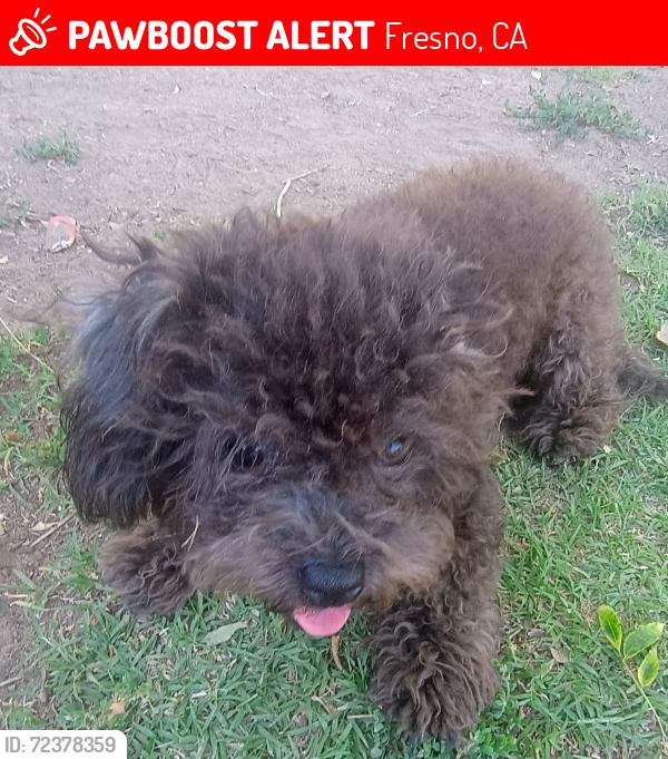 Lost Female Dog last seen West Brown ave Northwest Hacienda Dr, Fresno, CA 93705