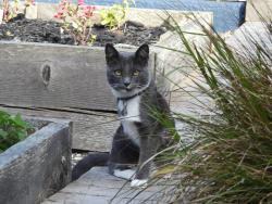 Lost Female Cat last seen Lisbon and Peru Streets, San Francisco, CA 94112