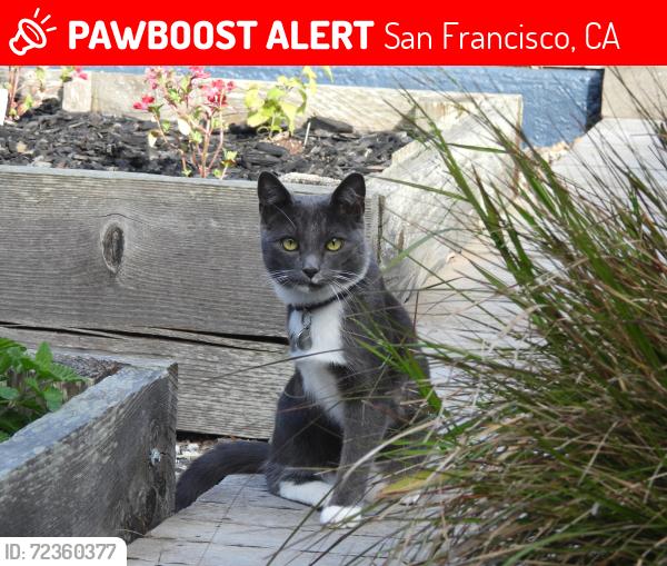 Lost Female Cat last seen Lisbon and Peru Streets, San Francisco, CA 94112
