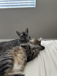 Lost Female Cat last seen Ynez and Rancho California, Temecula, CA 92591