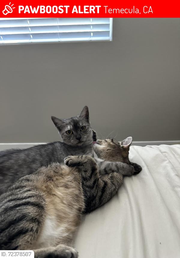 Lost Female Cat last seen Ynez and Rancho California, Temecula, CA 92591