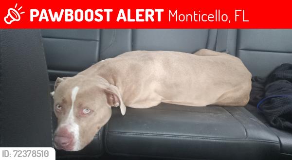 Lost Female Dog last seen Gamble Road and US 27 South, Monticello, FL 32344