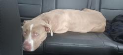 Lost Female Dog last seen Gamble Road and US 27 South, Monticello, FL 32344