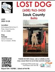 Lost Female Dog last seen Schweppe rd & Hwy C, Troy, WI 53588