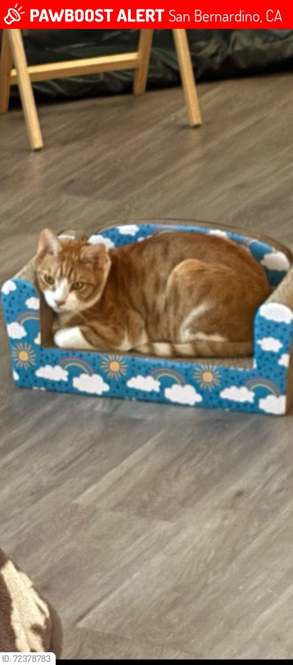 Lost Male Cat last seen Between 7th st./Etiwanda Ave on Dallas Ave, San Bernardino, CA 92410