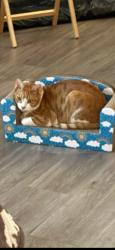 Lost Male Cat last seen Between 7th st./Etiwanda Ave on Dallas Ave, San Bernardino, CA 92410