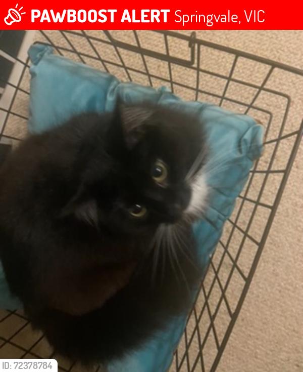 Lost Female Cat last seen Near fairbank rd springvale south, Springvale, VIC 3171