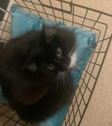 Lost Female Cat last seen Near fairbank rd springvale south, Springvale, VIC 3171
