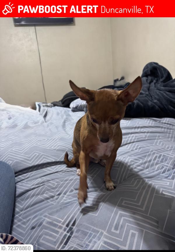 Lost Male Dog last seen Cockrell Hill across from Red Lobster Olive Garden Chubbys Jenny’s Beauty Supply, Duncanville, TX 75116