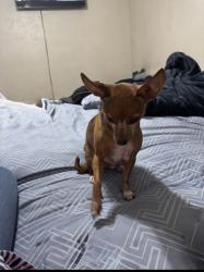 Lost Male Dog last seen Cockrell Hill across from Red Lobster Olive Garden Chubbys Jenny’s Beauty Supply, Duncanville, TX 75116