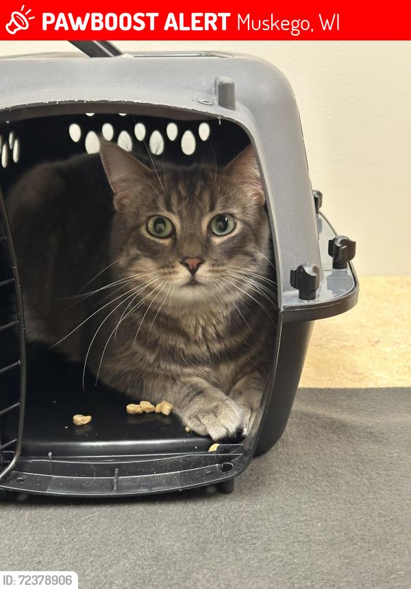 Lost Male Cat last seen Muskego and Hales Corners and New Berlin., Muskego, WI 53150
