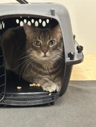 Lost Male Cat last seen Muskego and Hales Corners and New Berlin., Muskego, WI 53150
