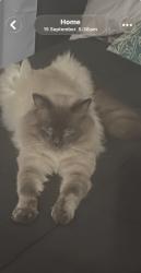 Lost Male Cat last seen Brownsplains road and chambersflat road, Marsden, QLD 4132