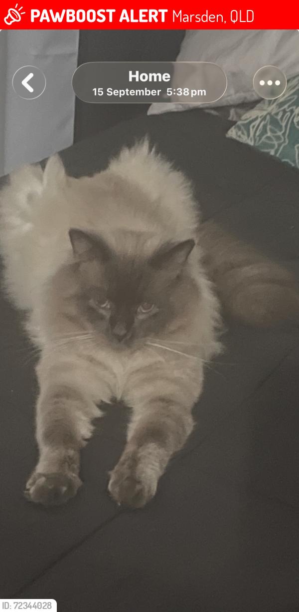 Lost Male Cat last seen Brownsplains road and chambersflat road, Marsden, QLD 4132