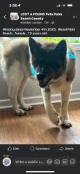 Lost Female Dog last seen Southern, West Palm Beach, FL 33411
