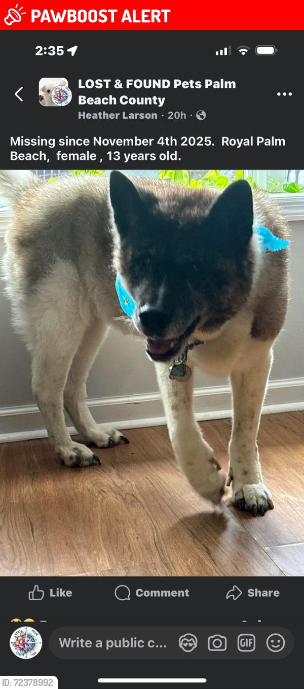 Lost Female Dog last seen Southern, West Palm Beach, FL 33411