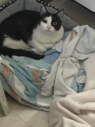 Lost Female Cat last seen Longview Terrace and Partridge lane , Greer, SC 29650