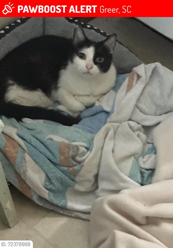 Lost Female Cat last seen Longview Terrace and Partridge lane , Greer, SC 29650