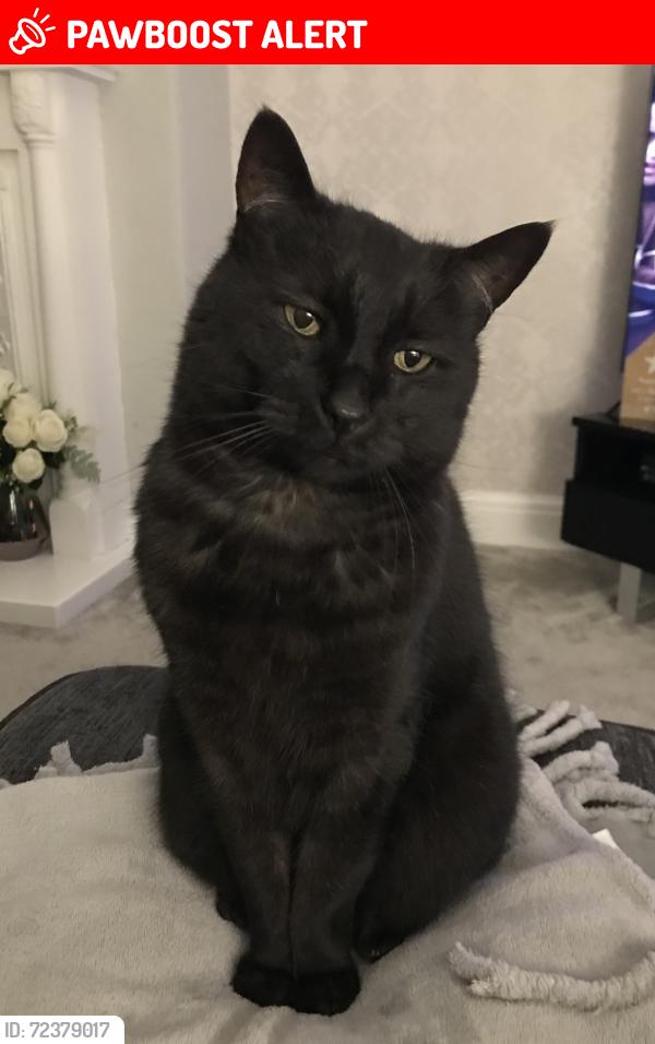 Lost Male Cat last seen Lansdowne Avenue, North East Lincolnshire, England DN32