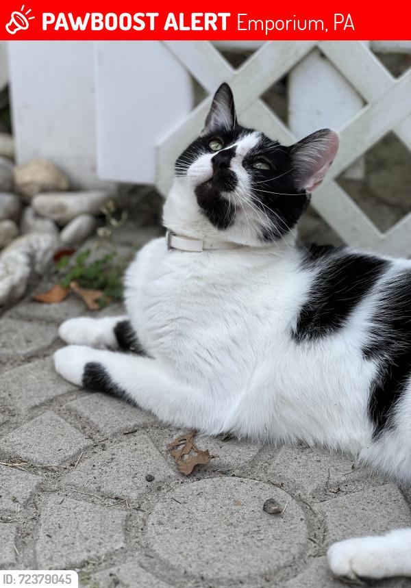 Lost Male Cat last seen Hardwoods, St. Mark Cemetery, Emporium, PA 15834
