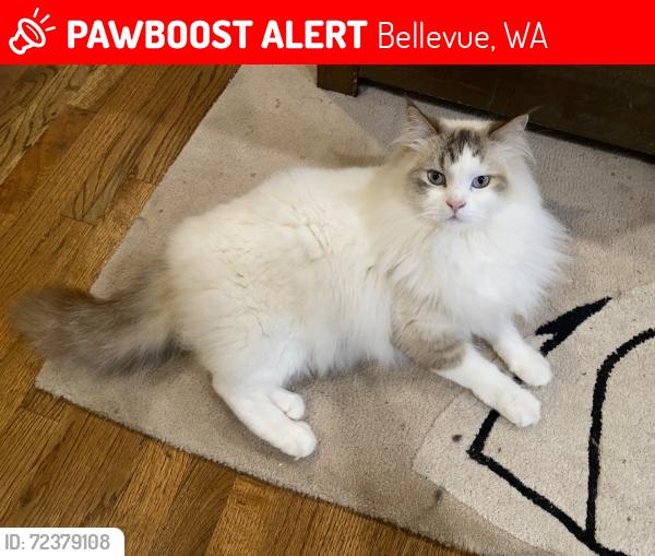Lost Male Cat last seen 129th, Bellevue, WA 98006