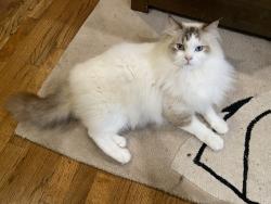 Lost Male Cat last seen 129th, Bellevue, WA 98006