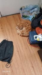 Lost Male Cat last seen Trabue Rd by West pointe Plaza Walmart, Columbus, OH 43228