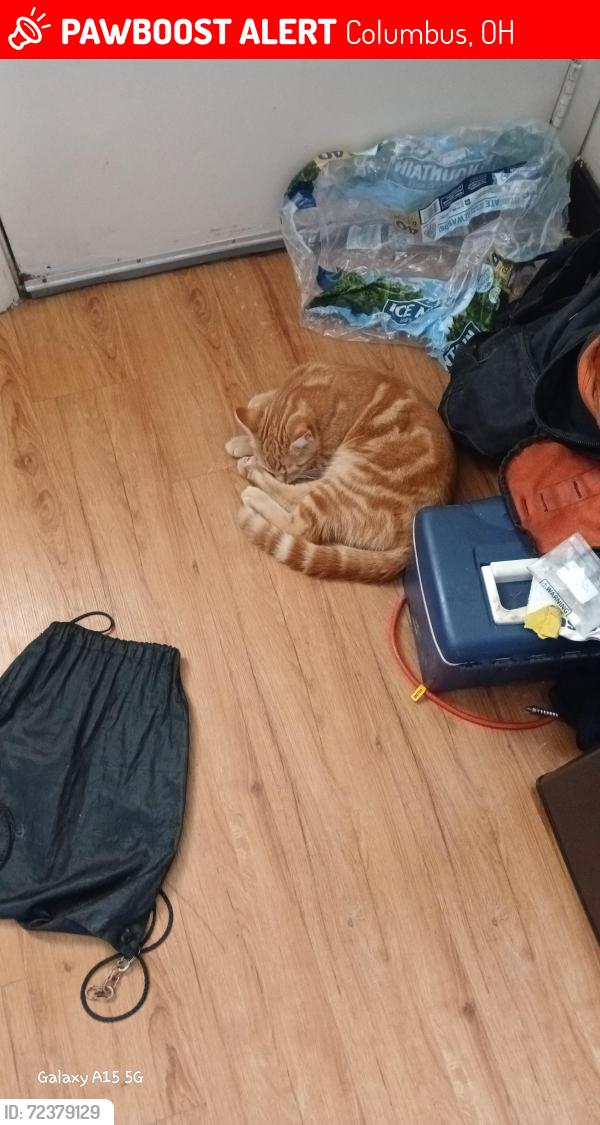 Lost Male Cat last seen Trabue Rd by West pointe Plaza Walmart, Columbus, OH 43228