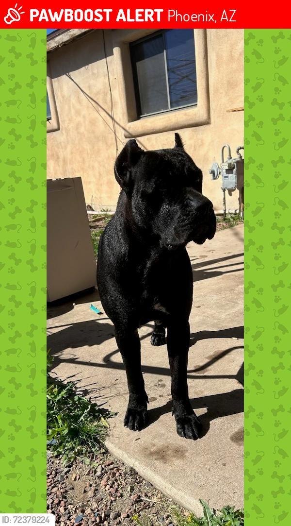 Lost Female Dog last seen 45TH AVE/INDIAN SCHOOL RD , Phoenix, AZ 85031