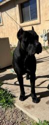 Lost Female Dog last seen 45TH AVE/INDIAN SCHOOL RD , Phoenix, AZ 85031