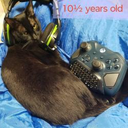 Lost Male Cat last seen S Lincoln St & E Wesley Ave, Denver, CO 80210, USA, Denver, CO 80210