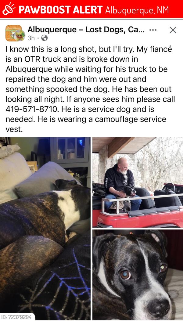 Albuquerque, NM Lost Dog, Unknown Is Missing PawBoost
