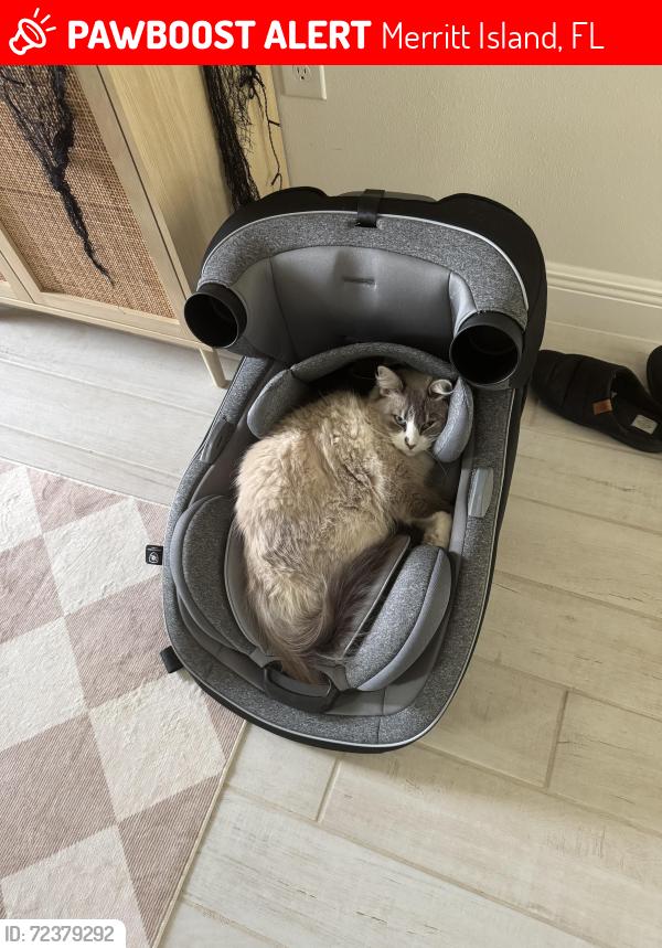 Lost Female Cat last seen Egrets landing, Merritt Island, FL 32953