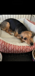 Lost Female Dog last seen 15th Ave , Yakima, WA 98902
