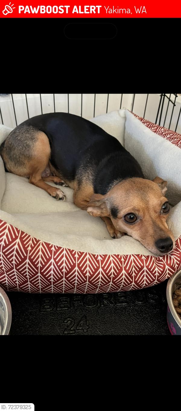 Lost Female Dog last seen 15th Ave , Yakima, WA 98902