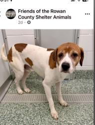 Lost Male Dog last seen PINEWOOD LANE/BRIDGEWATER KINDERTON, Advance, NC 27006