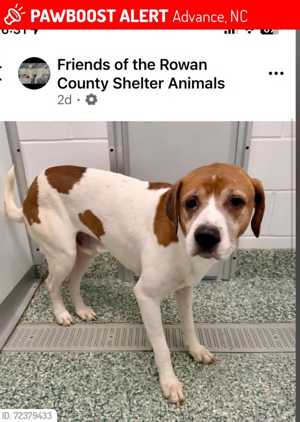 Lost Male Dog last seen PINEWOOD LANE/BRIDGEWATER KINDERTON, Advance, NC 27006