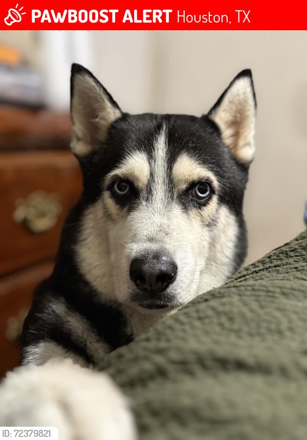 Lost Male Dog last seen Imperial Valley, Houston, TX 77060