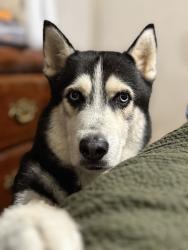 Lost Male Dog last seen Imperial Valley, Houston, TX 77060