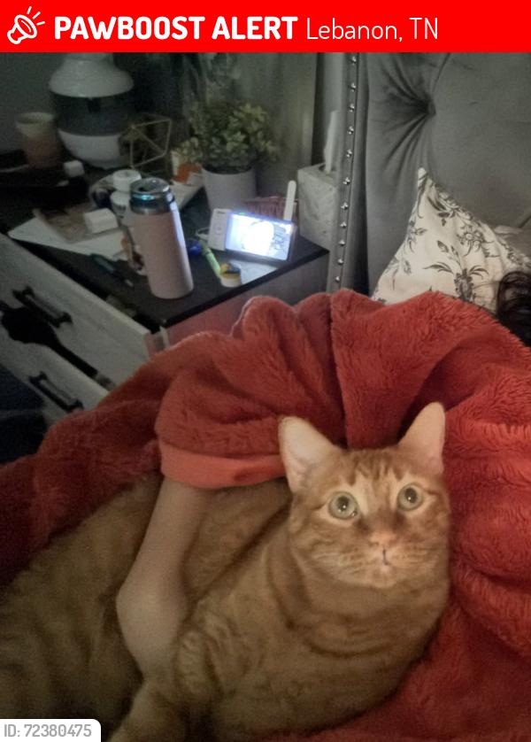 Lost Male Cat last seen Hunter’s village drive , Lebanon, TN 37087