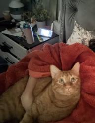 Lost Male Cat last seen Hunter’s village drive , Lebanon, TN 37087