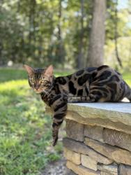 Lost Male Cat last seen Old Pendleton rd , Easley, SC 29642