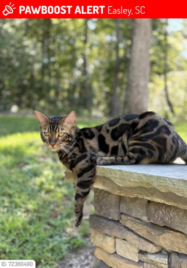 Lost Male Cat last seen Old Pendleton rd , Easley, SC 29642